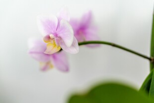 优雅粉紫色蝴蝶兰特写