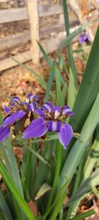 紫色鸢尾花绽放于草丛
