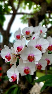 白色带粉心兰花绽放