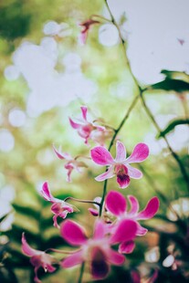 娇艳粉色兰花绽放