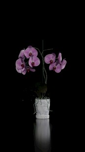 花瓶中的紫色兰花