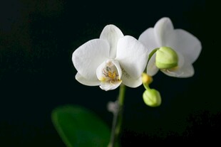优雅白色蝴蝶兰绽放