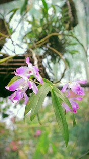 美丽绽放的紫色兰花
