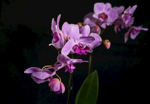 优雅紫色兰花绽放
