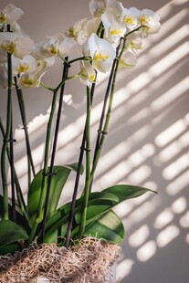 室内白兰花盆栽光影之美