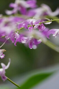 紫色兰花绽放