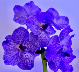 紫色斑点兰花特写