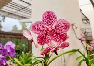 娇艳蝴蝶兰绽放于绿植间
