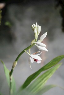 优雅白兰花绽放