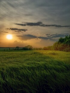 夕阳下的广袤绿野