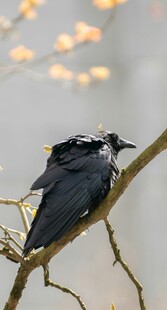 枝头栖息的乌鸦