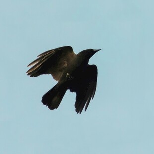 飞翔的乌鸦