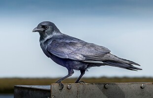 站在栏杆上的黑色乌鸦
