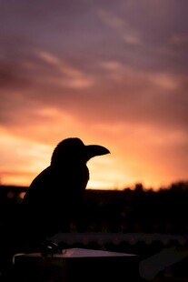 夕阳下的乌鸦剪影