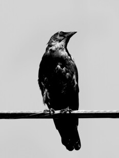 电线上的乌鸦