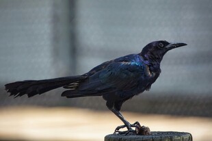 黑乌鸦立于桩上