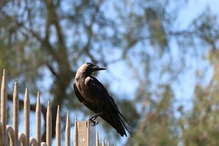 站在栅栏上的乌鸦