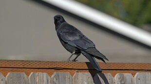 乌鸦立于栏杆上