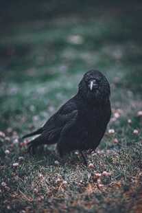 草地上的乌鸦