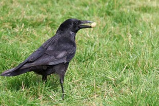 草地上的黑乌鸦
