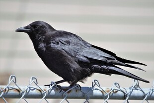 站在铁丝网上的黑乌鸦