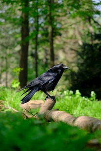 林间黑鸟栖息于石上