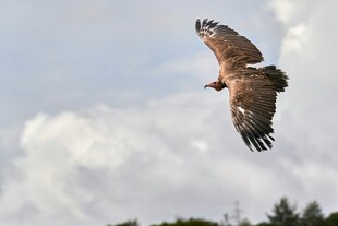 翱翔天际的秃鹫