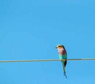 电线上的多彩小鸟