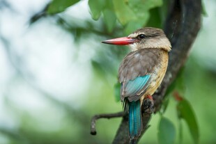 彩羽小鸟栖于枝头
