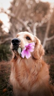 金毛犬衔花的温馨瞬间