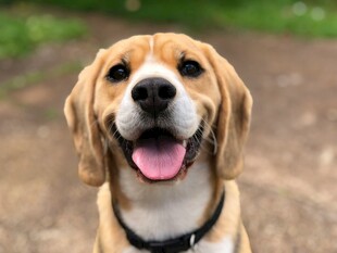 可爱比格犬张嘴露笑