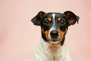 可爱三色梗犬正面照