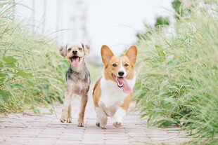 两只萌犬漫步在小路上