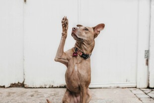 站立的无毛犬
