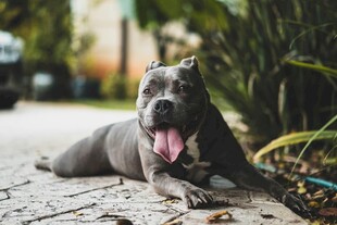 趴着的可爱灰色斗牛犬