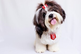 可爱西施犬吐舌卖萌