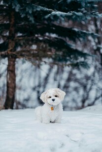 雪地中的可爱小白狗
