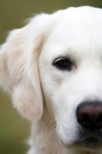 可爱金毛犬特写