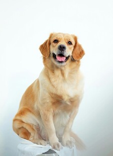 可爱金毛犬端坐微笑