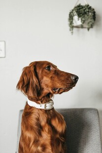 棕色腊肠犬坐于沙发