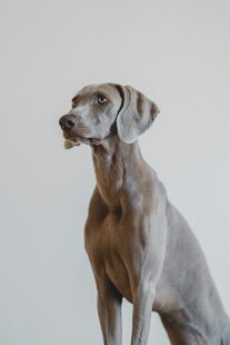 优雅威玛猎犬端坐