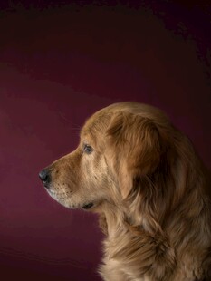 金毛犬侧颜特写