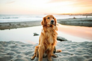 沙滩上的金毛犬
