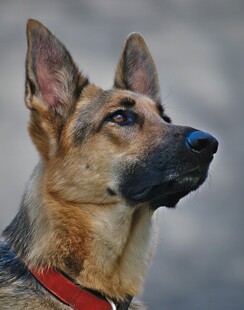 帅气德国牧羊犬特写
