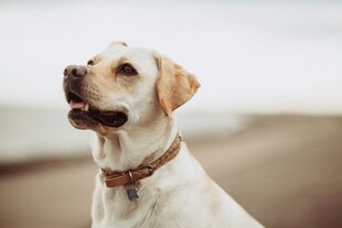 可爱拉布拉多犬海边凝望