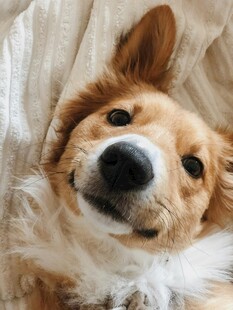 趴着的可爱柯基犬