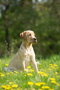草地上的可爱拉布拉多犬