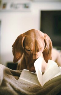 狗狗