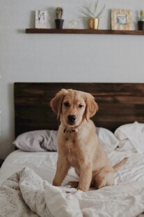 床上可爱的金毛幼犬