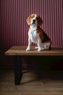 可爱比格犬端坐木桌